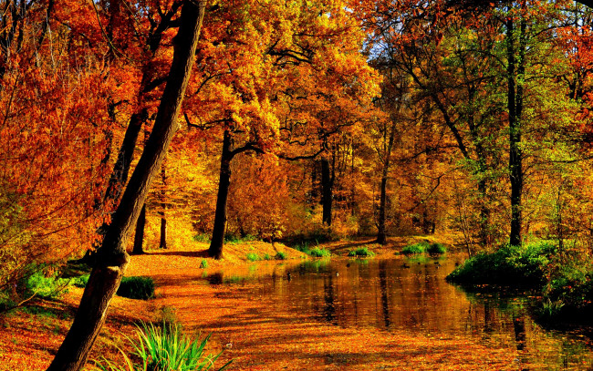 Обои картинки фото природа, парк, осень, вода, деревья, солнце, желтые, пруд, листья