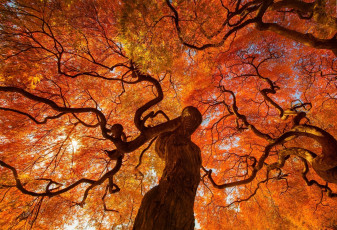 Картинка природа деревья ракурс дерево осень