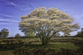 Картинка природа деревья крона