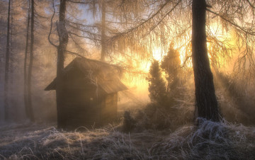 Картинка природа лес домик утро туман