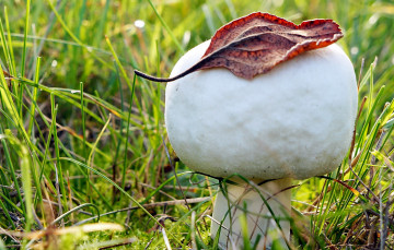 Картинка природа грибы листик трава