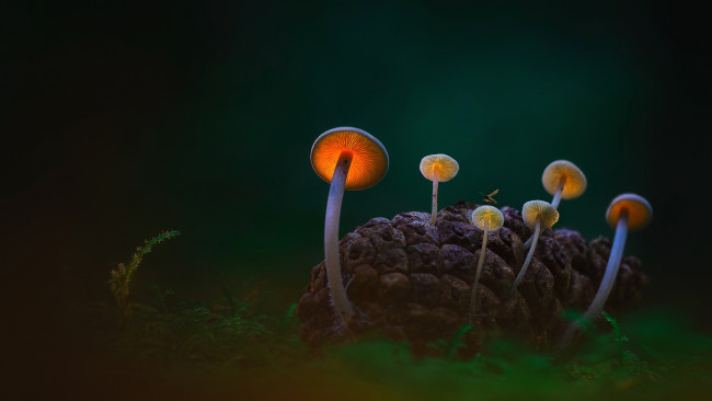 Обои картинки фото природа, грибы, лес, шишка, макро, трава
