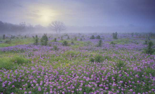 Обои картинки фото природа, луга, луг, утро, цветы, туман, рассвет