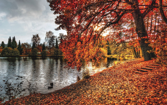 Обои картинки фото природа, парк, утки, деревья, осень, водоем