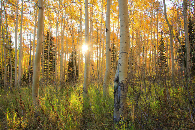 Обои картинки фото природа, лес, елки, березы, солнце, осень