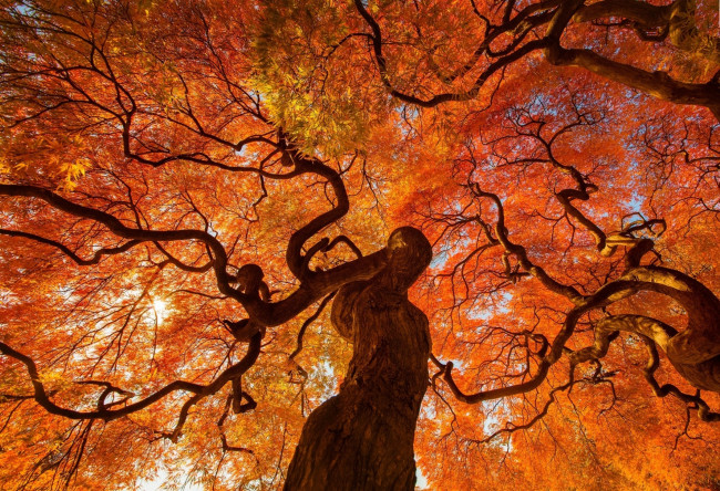 Обои картинки фото природа, деревья, ракурс, дерево, осень