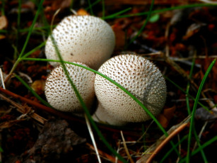 Картинка природа грибы жемчужный дождевик