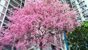 Картинка природа деревья цветение весна