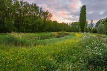 Картинка природа луга простор