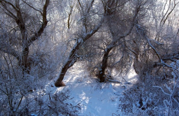 Картинка природа зима снег лес иней