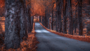 обоя природа, дороги, листопад, дорога, осень