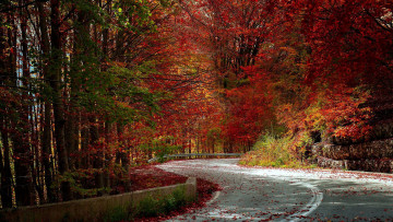 обоя природа, дороги, осень, шоссе, дорога, листопад