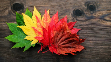 Картинка природа листья осень яркие