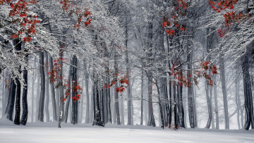 обоя природа, зима, снег, лес, иней