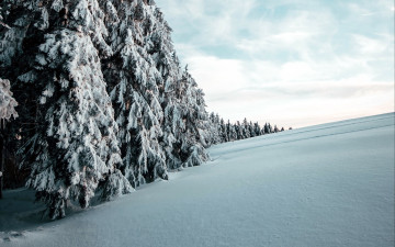 Картинка природа зима снег сосны сугробы