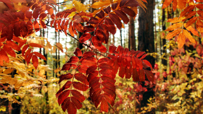 Обои картинки фото природа, листья, осень, яркие