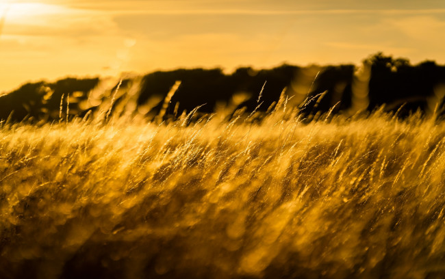 Обои картинки фото природа, макро, колоски, трава, свет, солнце, поле, луг