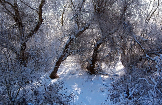 Обои картинки фото природа, зима, снег, лес, иней