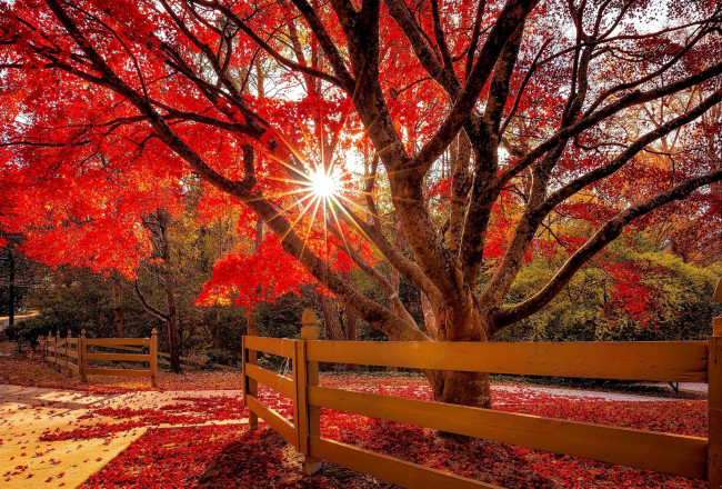 Обои картинки фото природа, деревья, дерево, осень, листопад