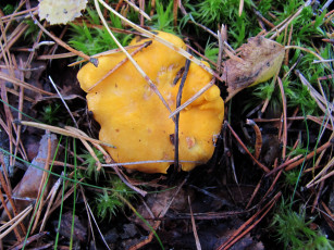 Картинка природа грибы лисичка