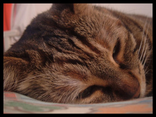 Картинка животные коты кот полосатый голова