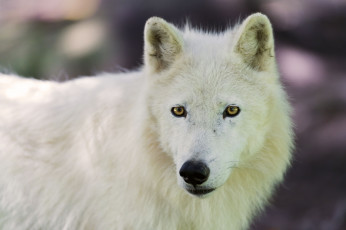 Картинка животные волки взгляд полярный волк