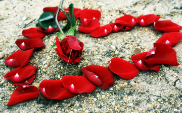 Картинка цветы розы сердечко камни лепестки красный