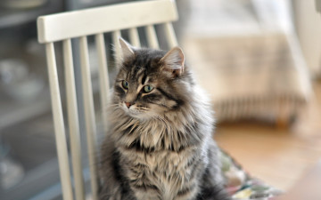 Картинка животные коты стул фон кошка