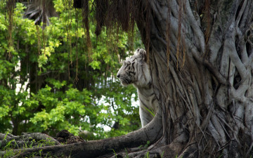 Картинка животные тигры природа дерево тигр