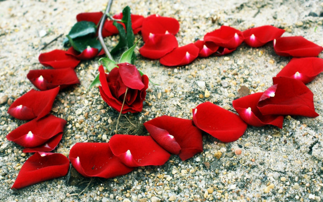 Обои картинки фото цветы, розы, сердечко, камни, лепестки, красный