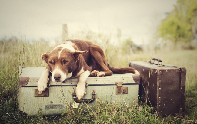 Обои картинки фото животные, собаки, собака, багаж, чемоданы, трава