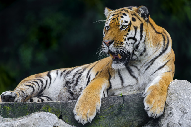 Обои картинки фото животные, тигры, хищник, отдых