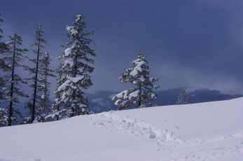 Картинка природа зима россия деревья хабаровский край снег