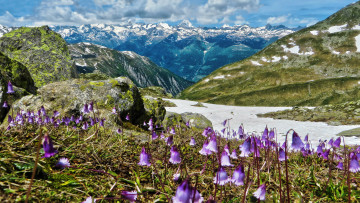 Картинка природа луга альпийский луг