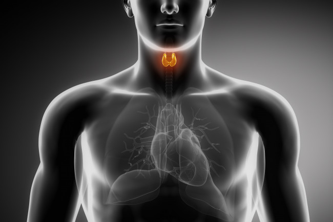 Обои картинки фото 3д графика, другое , other, щитовидная, железа, органы, легкие, сердце