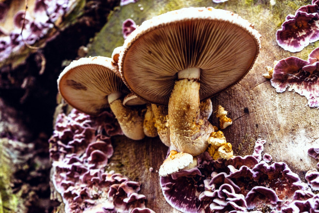 Обои картинки фото природа, грибы, дерево