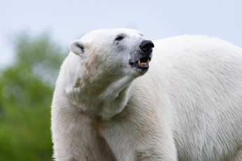 Картинка белый+полярный+медведь животные медведи белый полярный медведь хищники медвежьи млекопитающие снег мороз льды шерсть когти пасть клыки