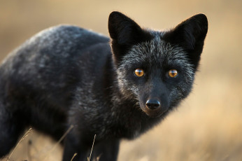 обоя чернобурая лисица, животные, лисы, чернобурая, лисица, black, fox, чернобурка, псовые, лисицы, млекопитающие, мех, пушнина, чёрная, лиса, хищник