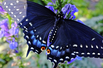 Картинка papilio+machaon животные бабочки +мотыльки +моли papilio machaon махаон чешуекрылые парусники хвостоносцы бабочка чёрный