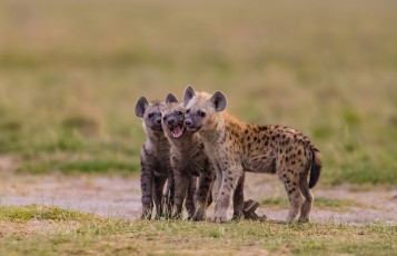 обоя гиена, животные, гиены,  гиеновые собаки, hyena, щенки, гиеновые, хищник, млекопитающее, шерсть, когти, оскал, зубы, африка