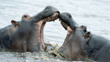 Картинка бегемоты животные бегемот hippopotamus млекопитающие китопарнокопытные бегемотовые клыки пасть вода