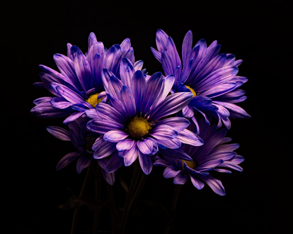 Обои картинки фото цветы, хризантемы, лиловый