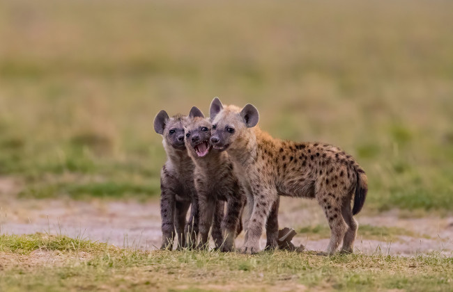 Обои картинки фото гиена, животные, гиены,  гиеновые собаки, hyena, щенки, гиеновые, хищник, млекопитающее, шерсть, когти, оскал, зубы, африка