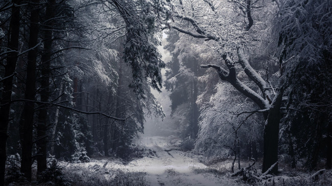 Обои картинки фото природа, лес, снег, деревья, туман, зима