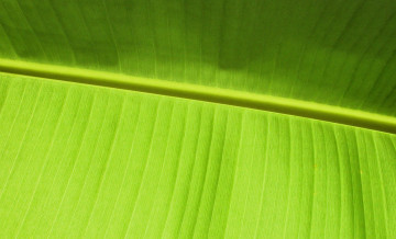 Картинка природа листья лист банан