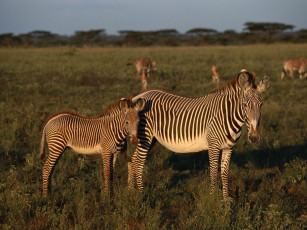 Картинка животные зебры