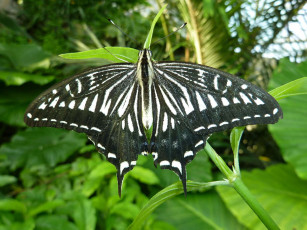 Картинка животные бабочки butterfly