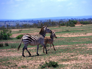 обоя животные, зебры, зебра, африка
