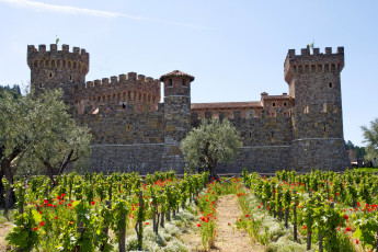 Картинка castello di amorosa california города дворцы замки крепости маки виноградник бпшни