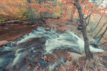 Картинка природа реки озера деревья лес река осень